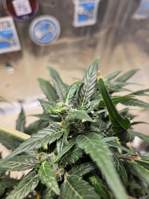 Big Bang Auto mutant. Week 9