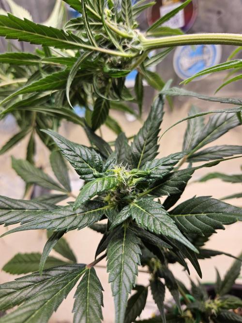 Big Bang Auto mutant. Week 9