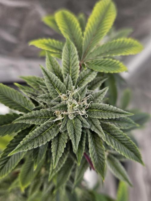 Cherry Limeade 2.. Week 21
