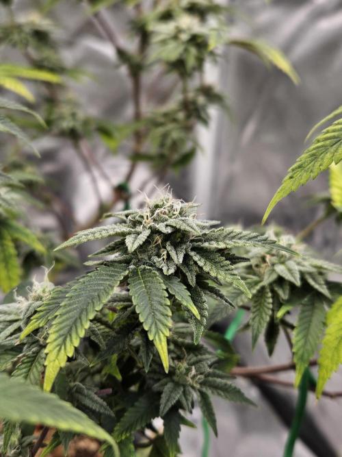Cherry Limeade 2.. Week 21