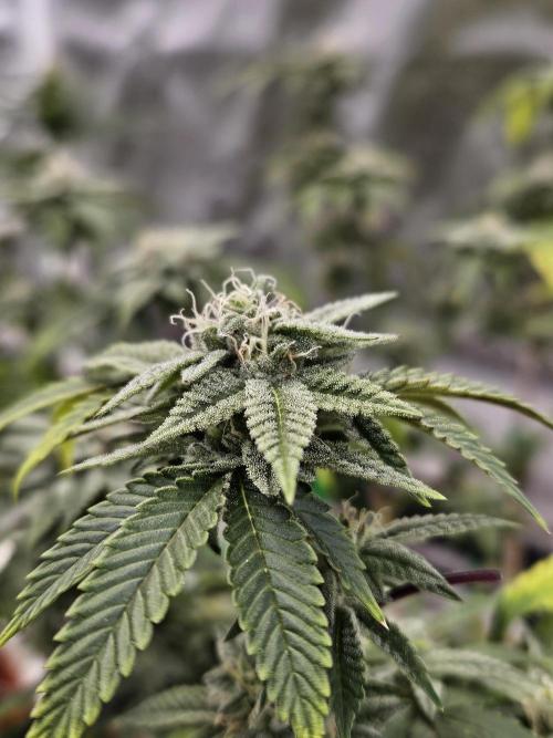 Cherry Limeade 2.. Week 21