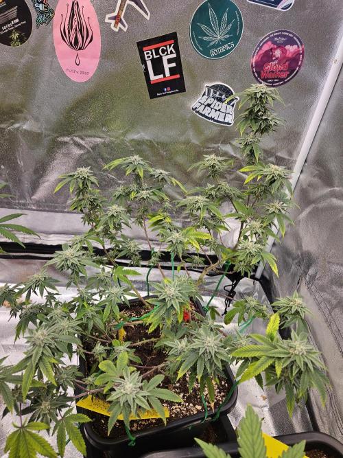 Cherry Limeade 2.. Week 21