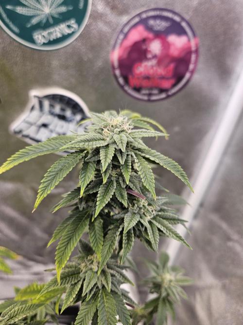 Cherry Limeade 2.. Week 21