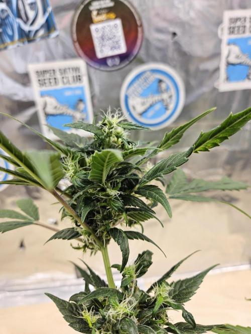 Big Bang Auto mutant. Week 10