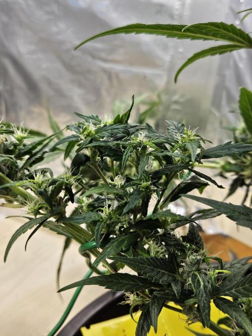 Big Bang Auto mutant. Week 10