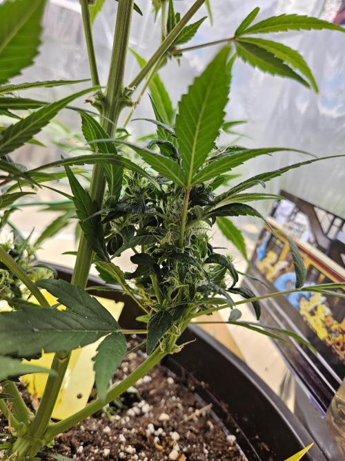 Big Bang Auto mutant. Week 10