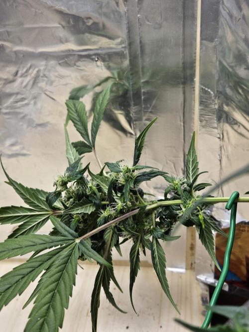 Big Bang Auto mutant. Week 10