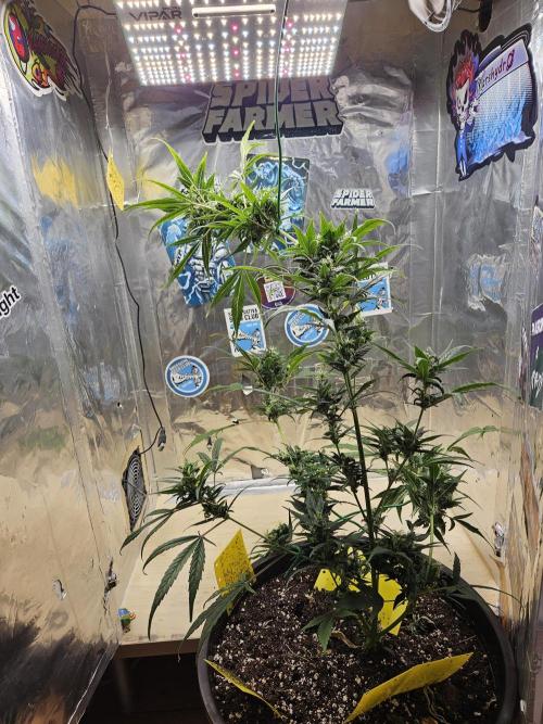 Big Bang Auto mutant. Week 10