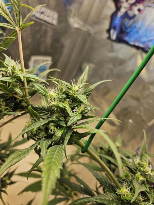 Big Bang Auto mutant. Week 10