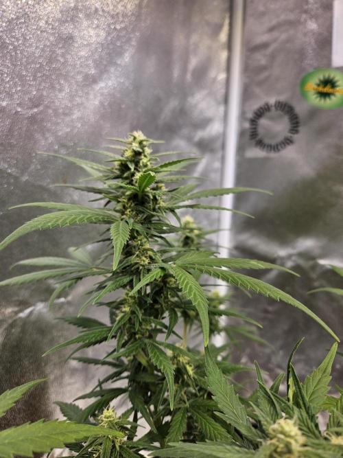 2. Big Bang Auto. Week 9