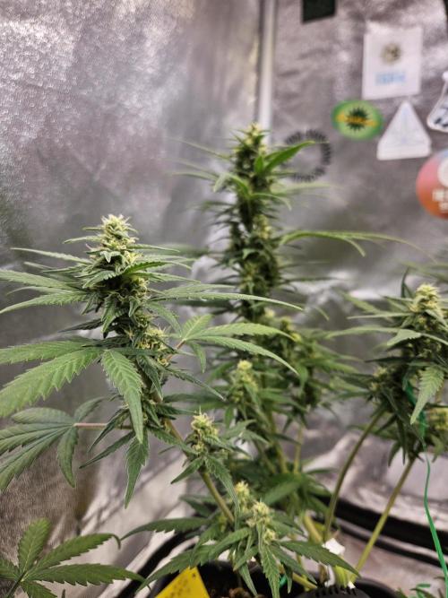 2. Big Bang Auto. Week 9
