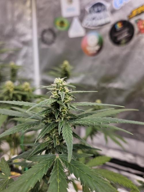 2. Big Bang Auto. Week 9
