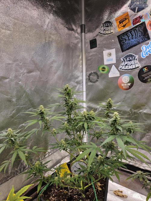 2. Big Bang Auto. Week 9
