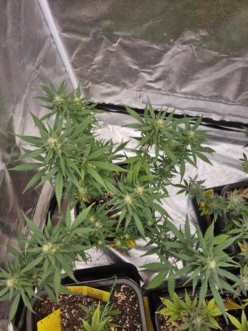 2. Big Bang Auto. Week 9