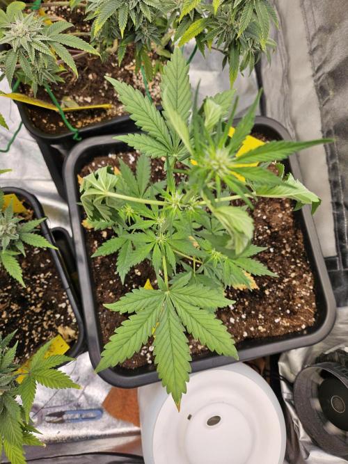 Fastberry Auto 2.. Week 3
