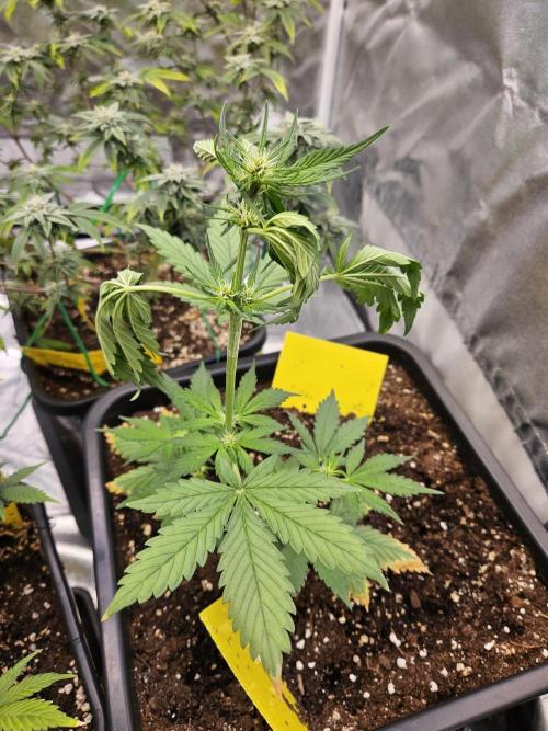 Fastberry Auto 2.. Week 3