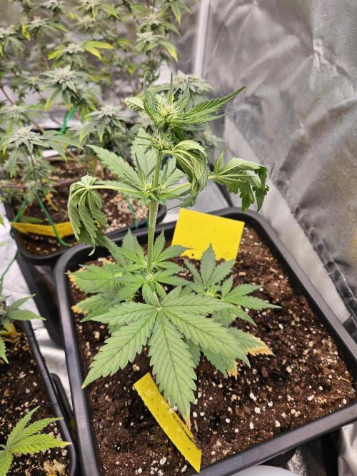 Fastberry Auto 2.. Week 3