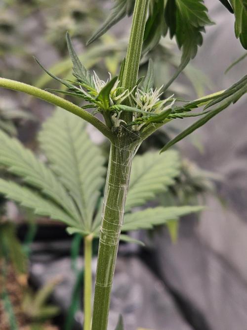 Fastberry Auto 2.. Week 3