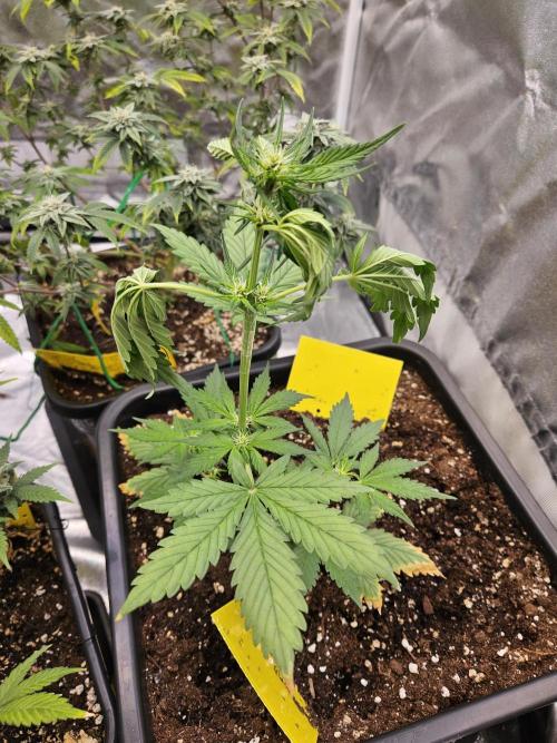 Fastberry Auto 2.. Week 3