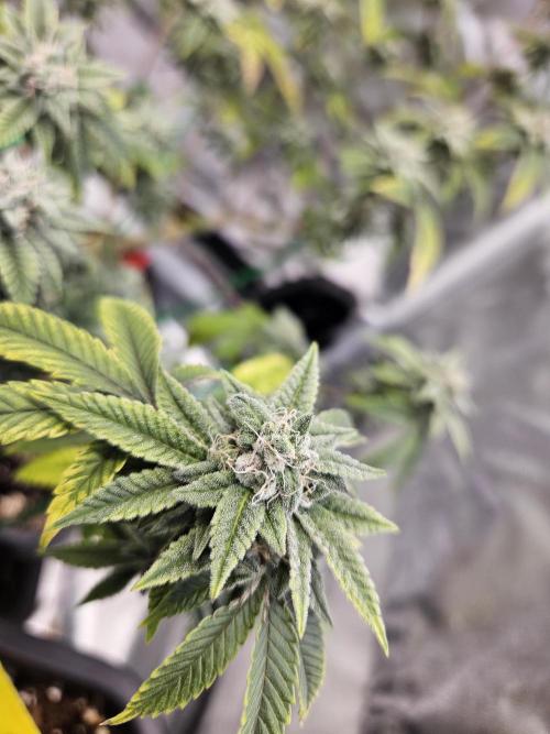 Cherry Limeade 2.. Week 22