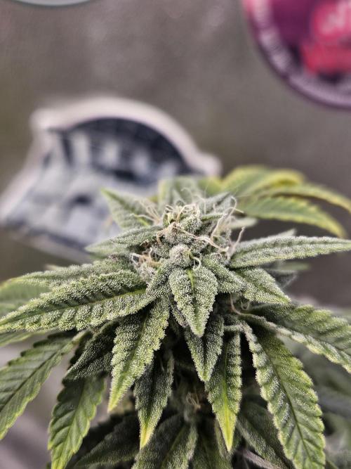 Cherry Limeade 2.. Week 22