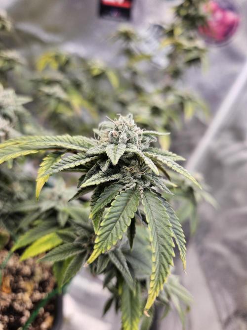 Cherry Limeade 2.. Week 22