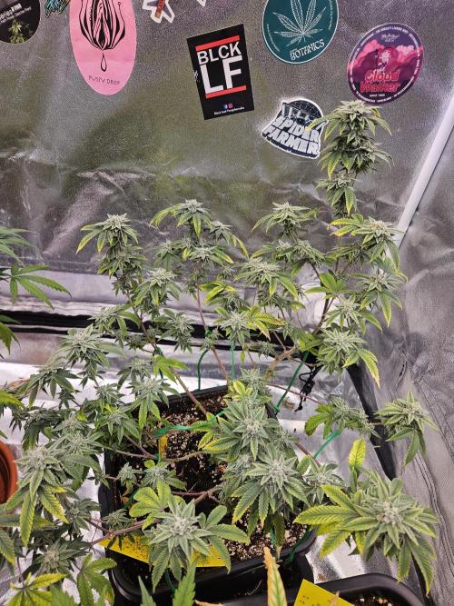 Cherry Limeade 2.. Week 22