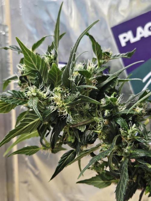 Big Bang Auto mutant. Week 11