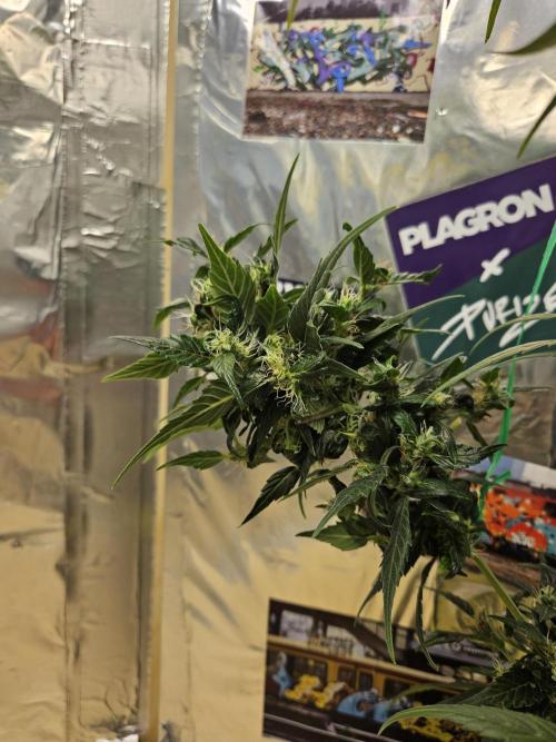 Big Bang Auto mutant. Week 11