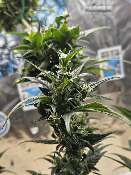 Big Bang Auto mutant. Week 11