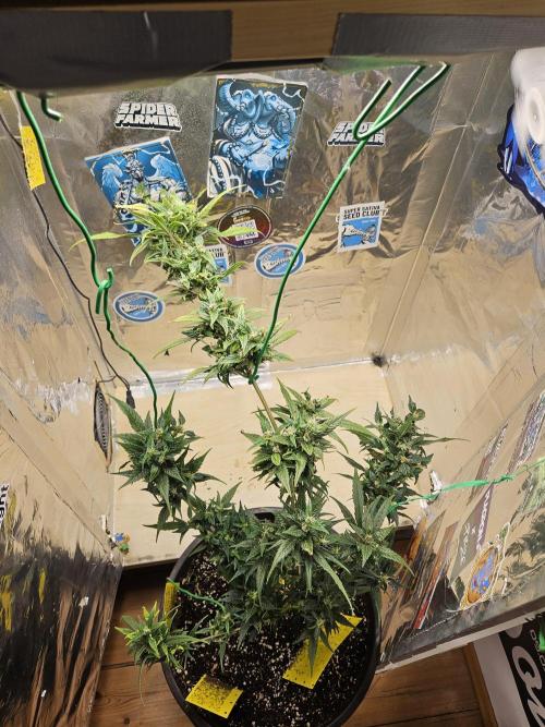 Big Bang Auto mutant. Week 11