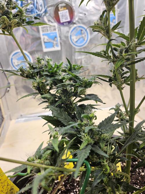 Big Bang Auto mutant. Week 11