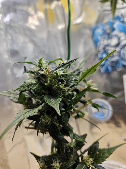 Big Bang Auto mutant. Week 11