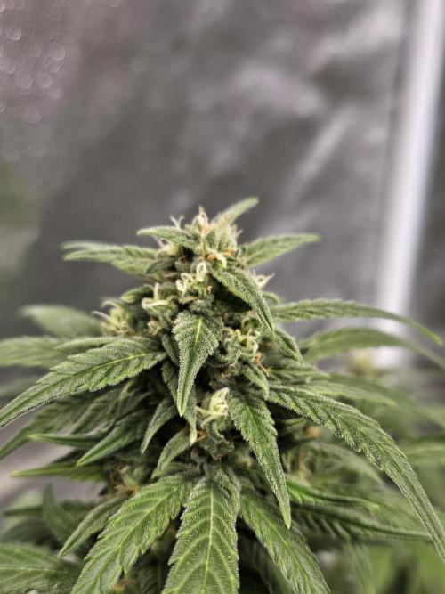 2. Big Bang Auto. Week 10