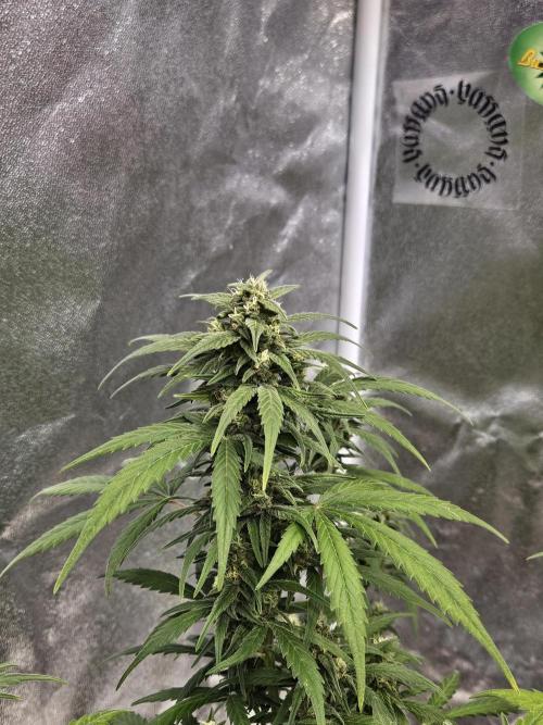 2. Big Bang Auto. Week 10