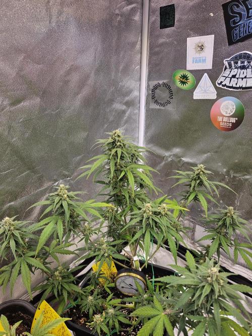 2. Big Bang Auto. Week 10
