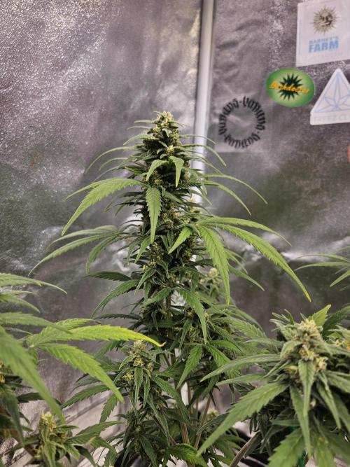 2. Big Bang Auto. Week 10
