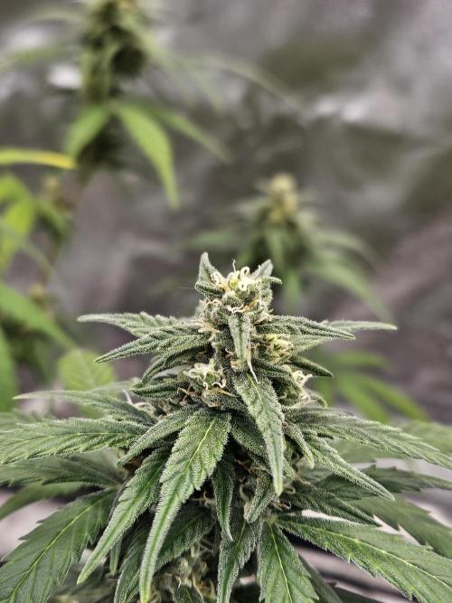 2. Big Bang Auto. Week 10