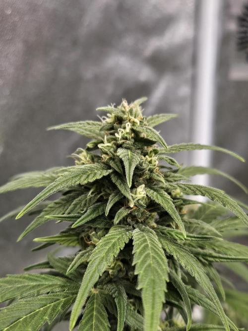 2. Big Bang Auto. Week 10