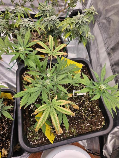 Fastberry Auto 2.. Week 4