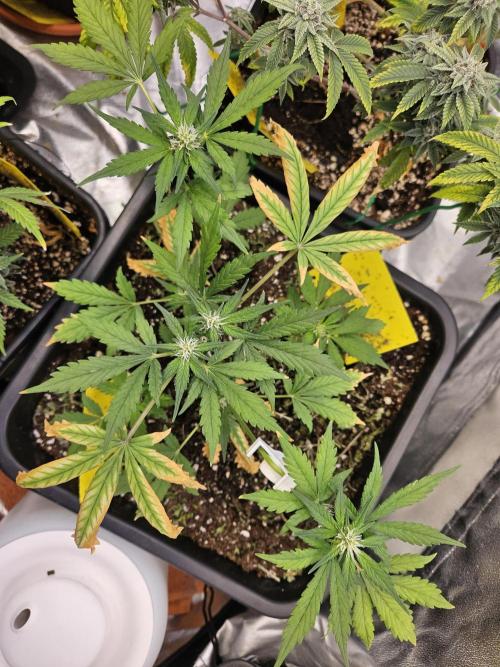 Fastberry Auto 2.. Week 4