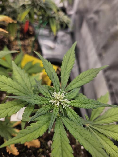 Fastberry Auto 2.. Week 4