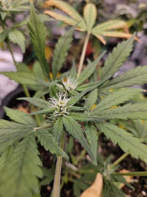 Fastberry Auto 2.. Week 4