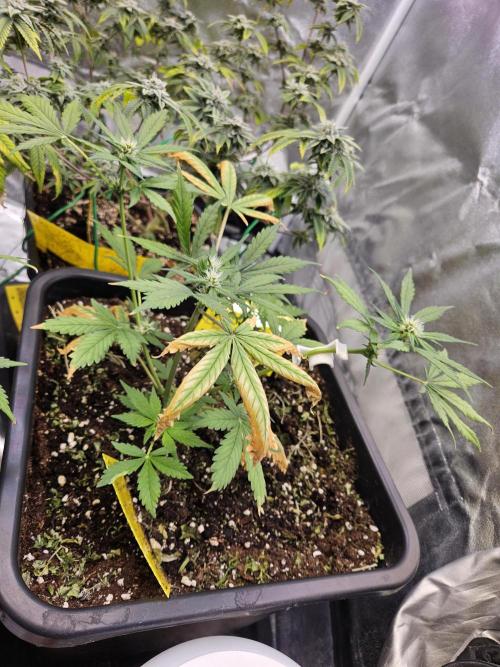 Fastberry Auto 2.. Week 4