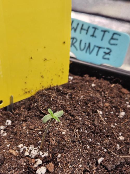 White Runtz 2.. Week 0