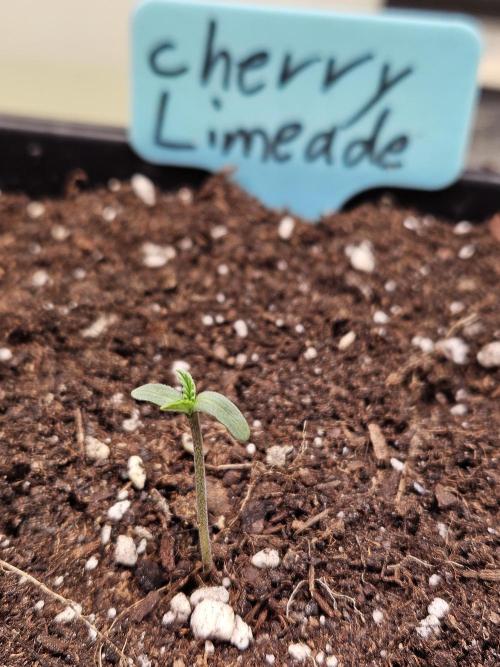 Cherry Limeade 3.. Week 0