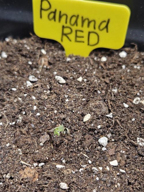 Panama Red Landrace. Week 0