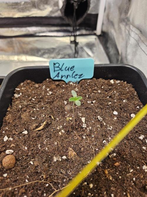 #SSSC Tester Blue Applez 2.. Week 0
