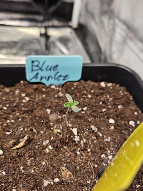 #SSSC Tester Blue Applez 2.. Week 0