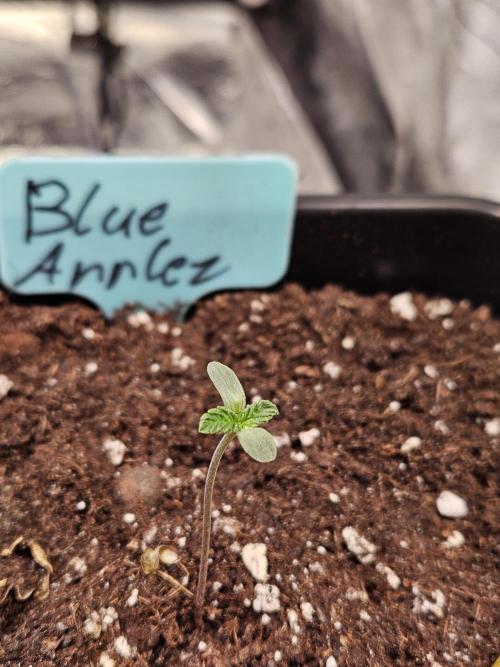 #SSSC Tester Blue Applez 2.. Week 0